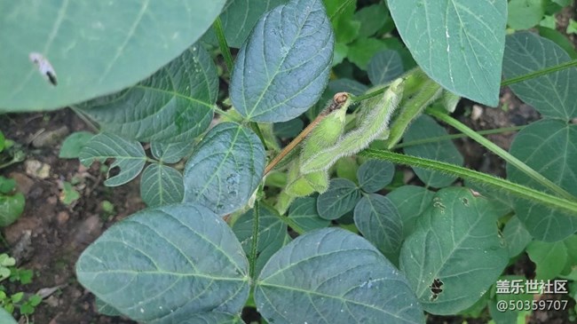 【夏日果实】毛豆