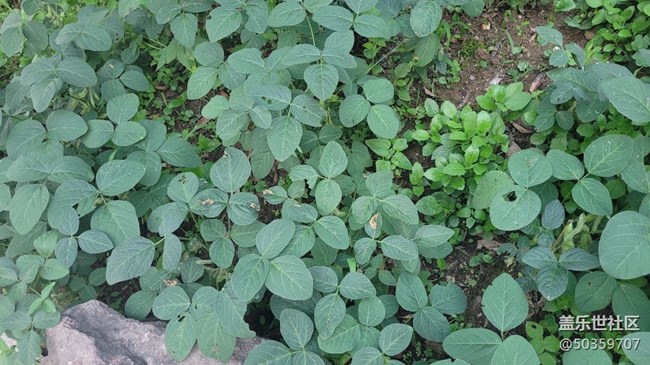 【夏日果实】毛豆