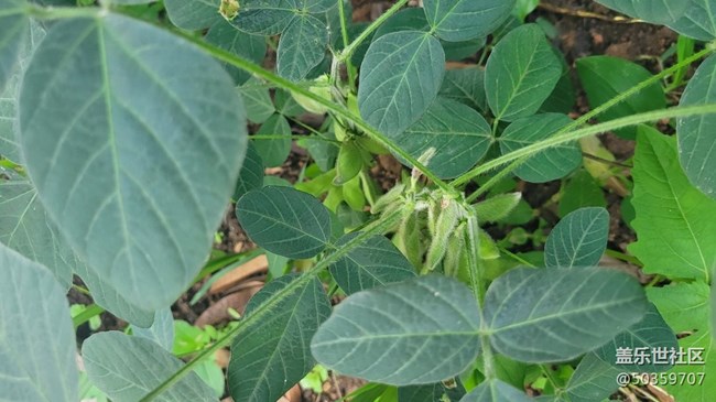 【夏日果实】毛豆