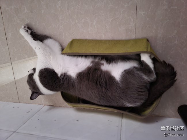 【我的毛孩子】小床猫