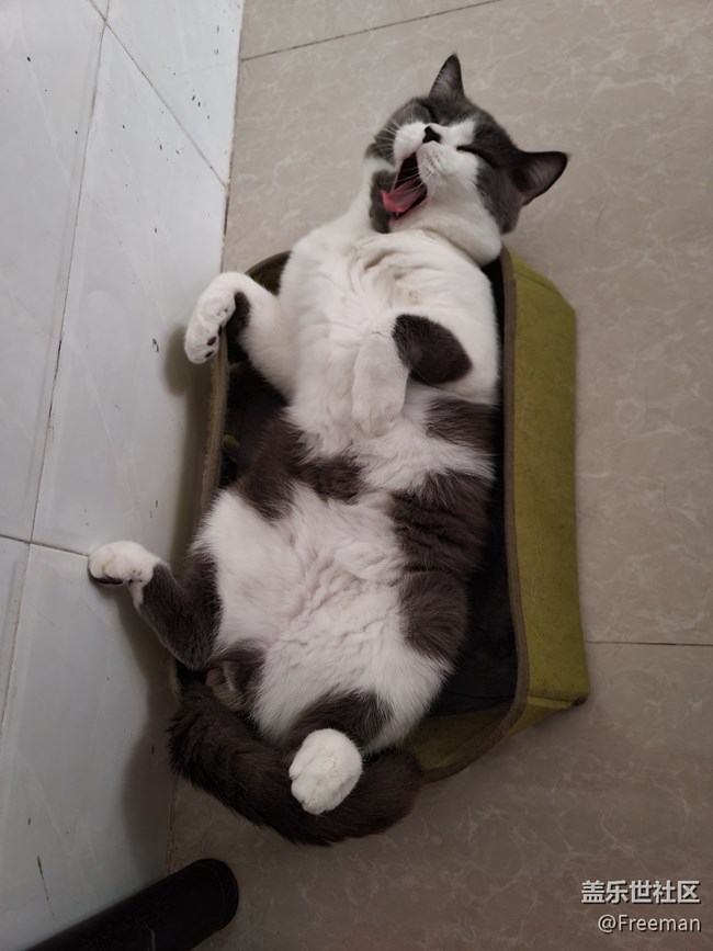 【我的毛孩子】小床猫