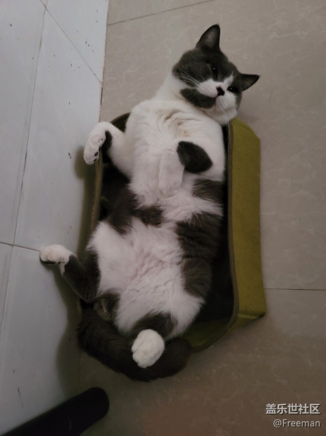 【我的毛孩子】小床猫