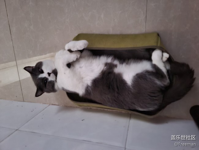 【我的毛孩子】小床猫