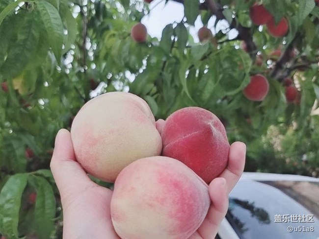 【夏日果实】水蜜桃