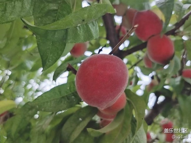 【夏日果实】水蜜桃