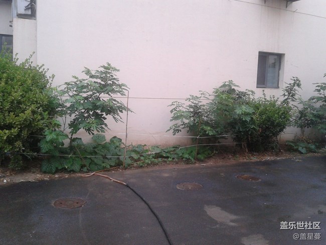 邻居种的菜
