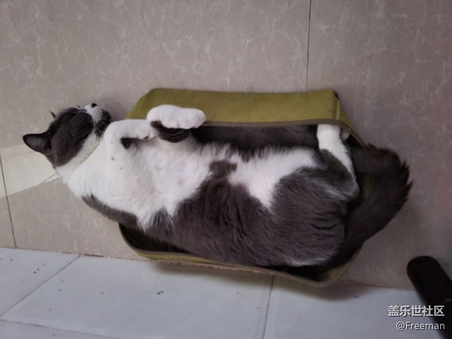 【我的毛孩子】小床猫
