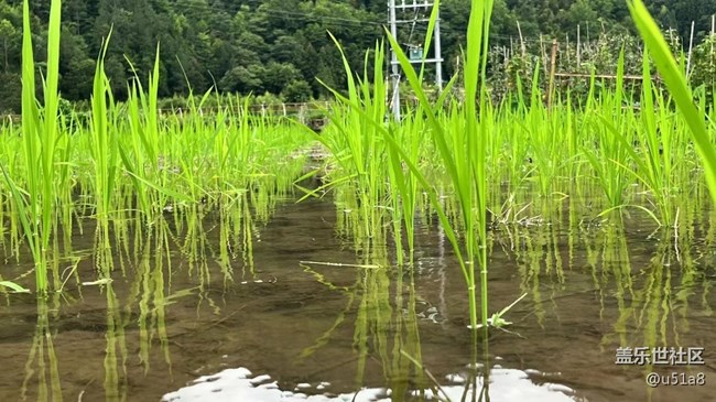 【我拍了拍夏天】插秧忙