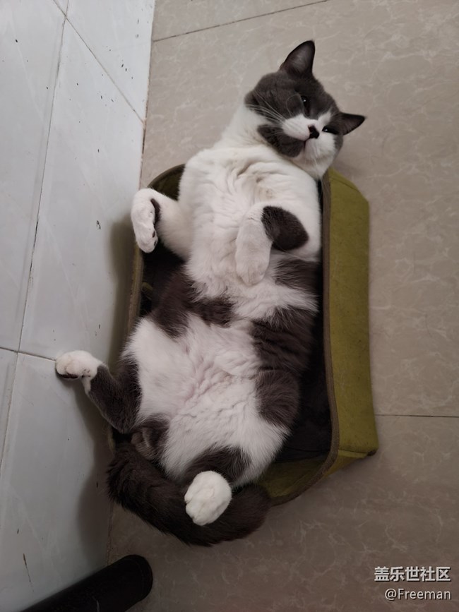 【我的毛孩子】小床猫