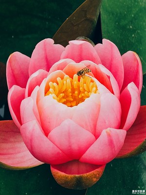 【镜头里的夏天】+赏荷