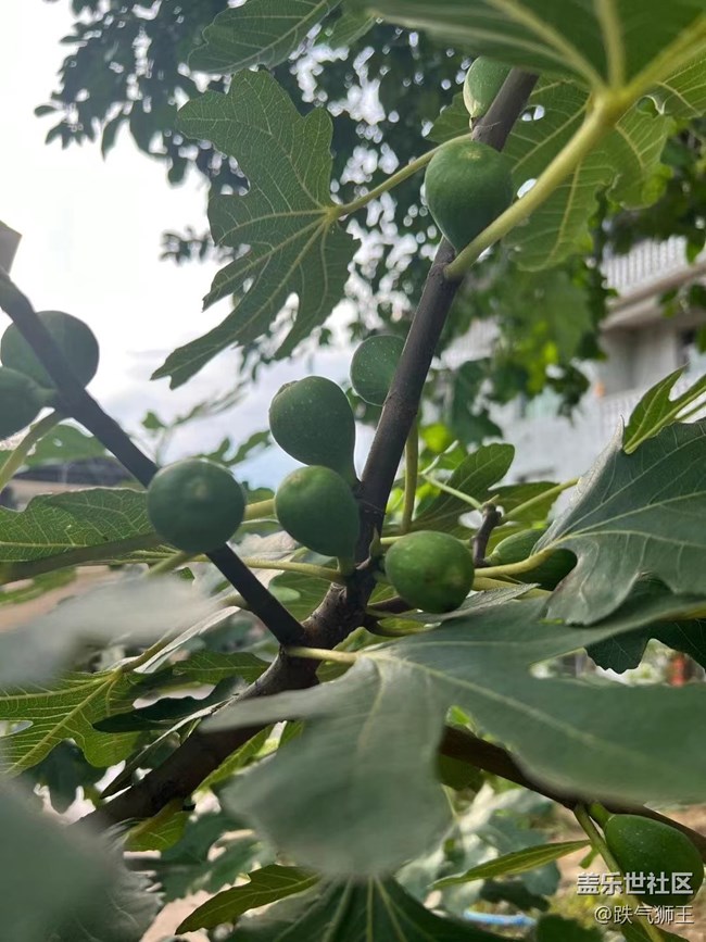 【夏日果实】田间水果