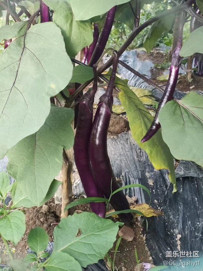 【夏日果实】各种果实