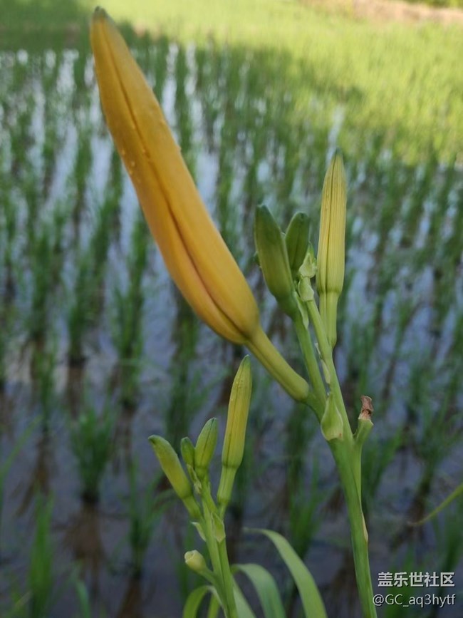 【夏日果实】各种果实