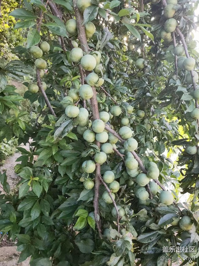 【夏日果实】各种果实