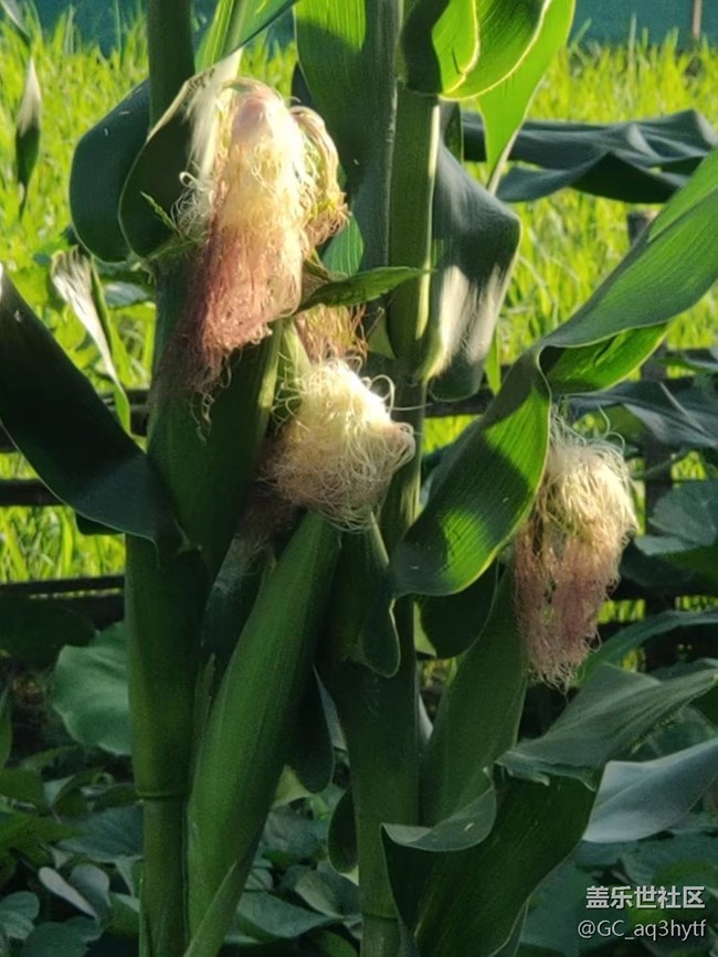 【夏日果实】各种果实