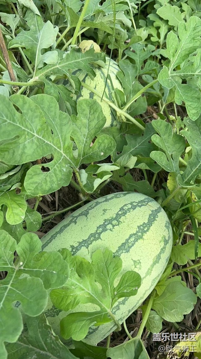 【夏日果实】田间水果