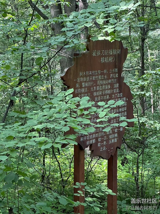 【金龙山徒步】+绿叶丛中一抹红