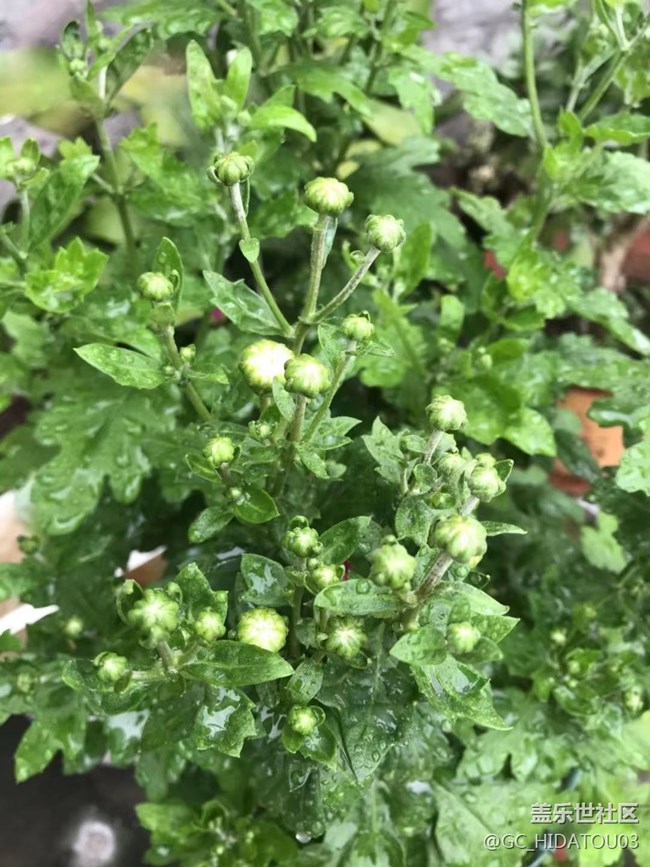 【我拍了拍夏天】成长