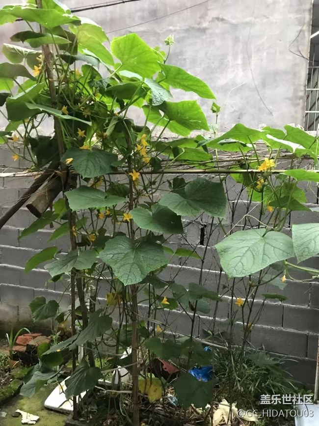 【我拍了拍夏天】成长