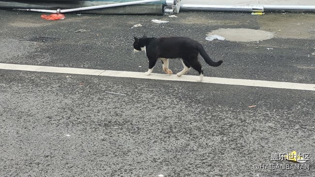 【我的毛孩子】野猫
