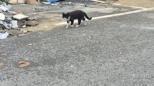 【我的毛孩子】野猫