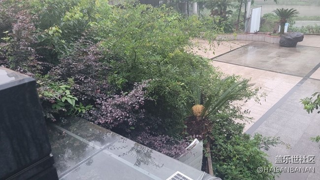 【我拍了拍夏天】雾气