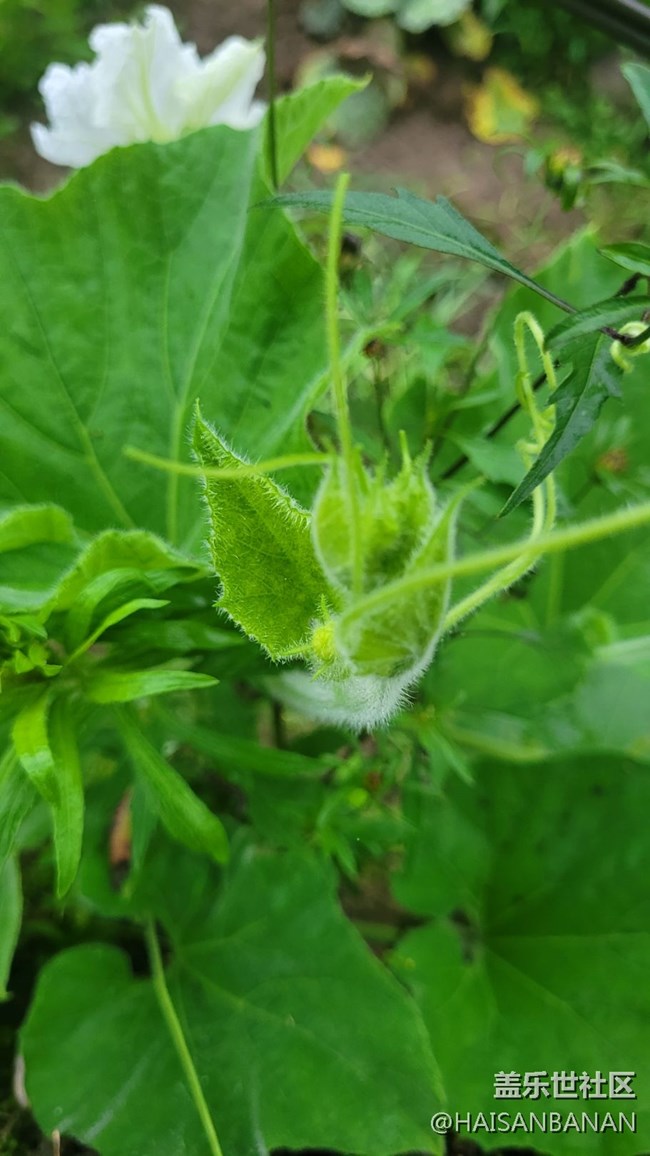 【夏日色彩】茎叶