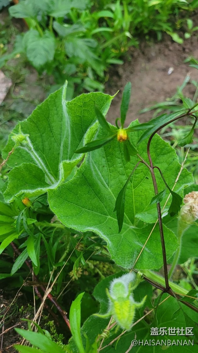 【夏日色彩】茎叶