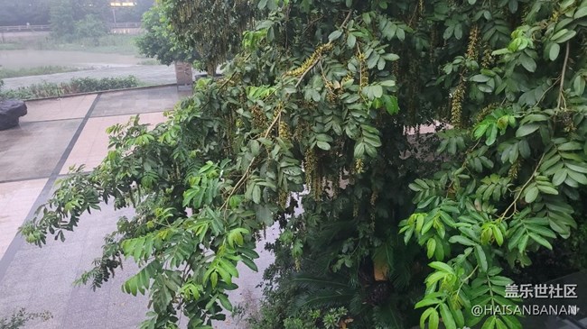 【我拍了拍夏天】雾气