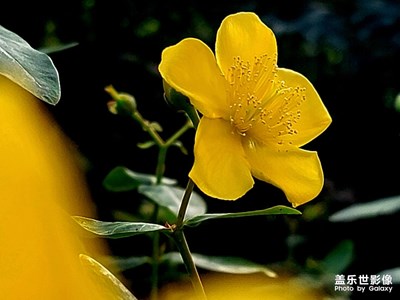 【不期而遇的美好】+拍拍金丝梅