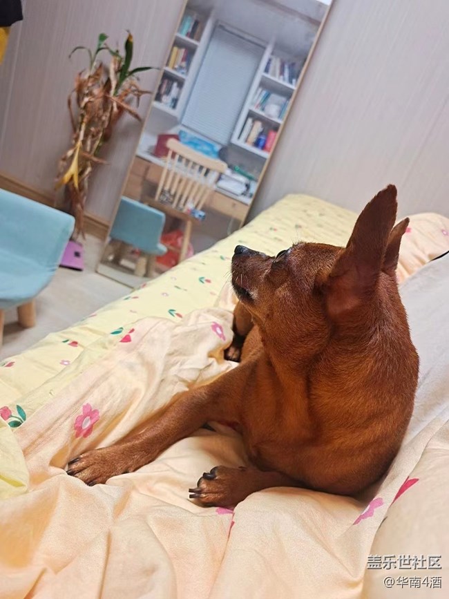 【我的毛孩子】小狗子