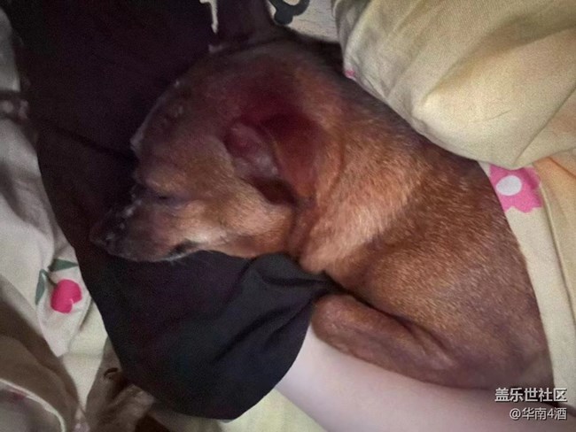 【我的毛孩子】小狗子