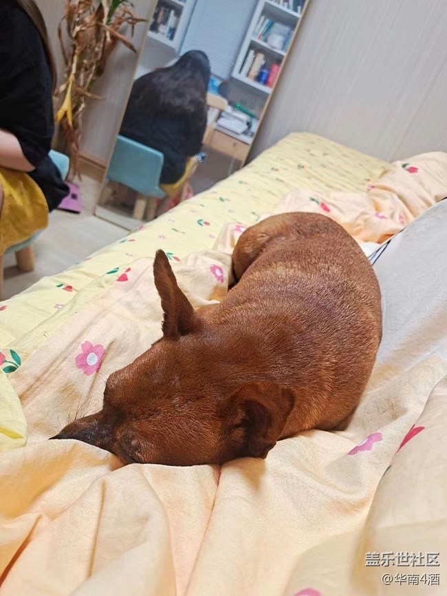 【我的毛孩子】小狗子