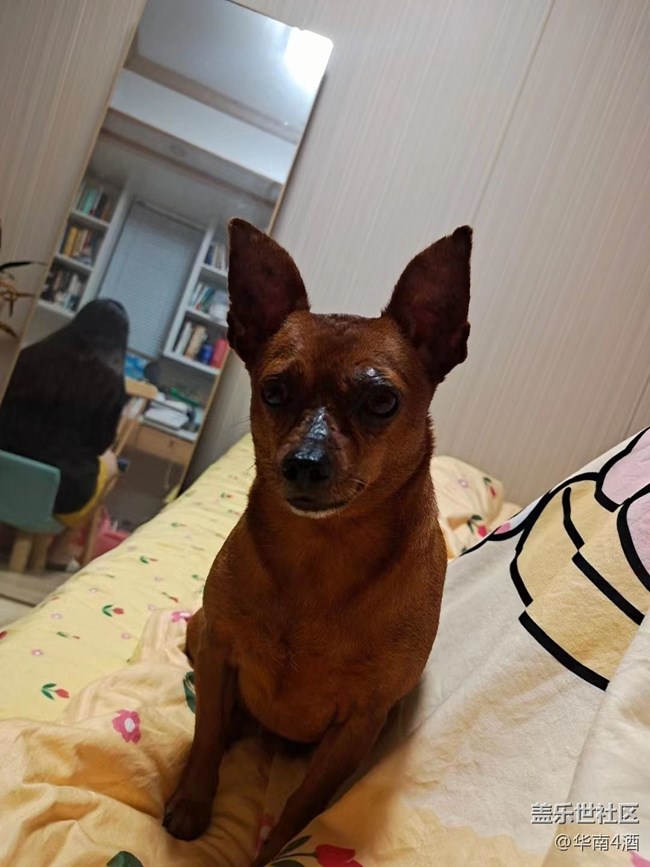 【我的毛孩子】小狗子