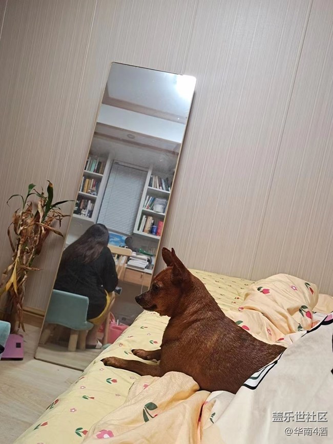 【我的毛孩子】小狗子