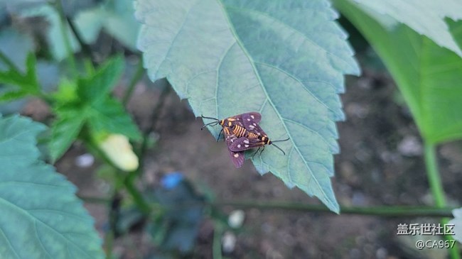【我拍了拍夏天】昆虫