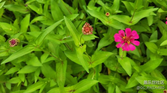 【夏日色彩】最美百日菊