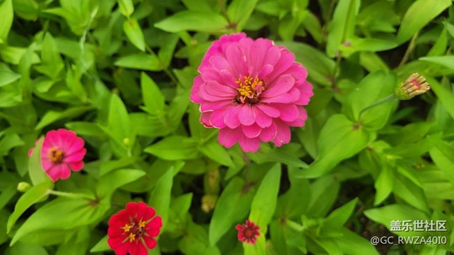 【夏日色彩】最美百日菊