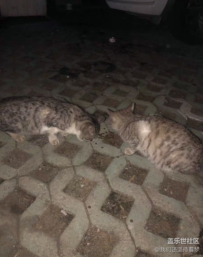 【我的毛孩子】流浪猫