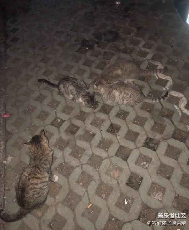 【我的毛孩子】流浪猫