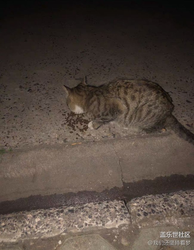 【我的毛孩子】流浪猫