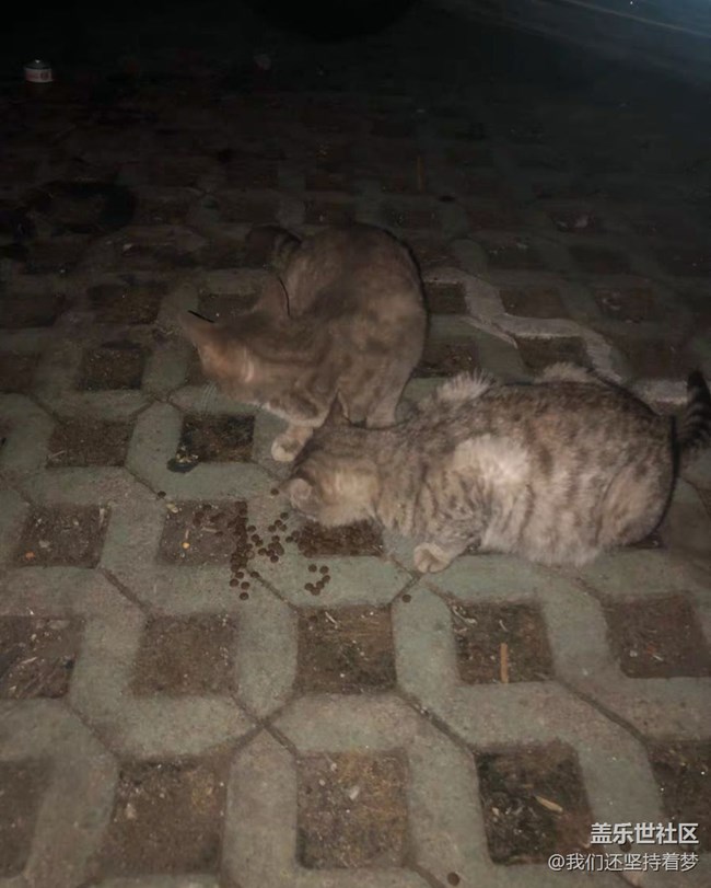【我的毛孩子】流浪猫