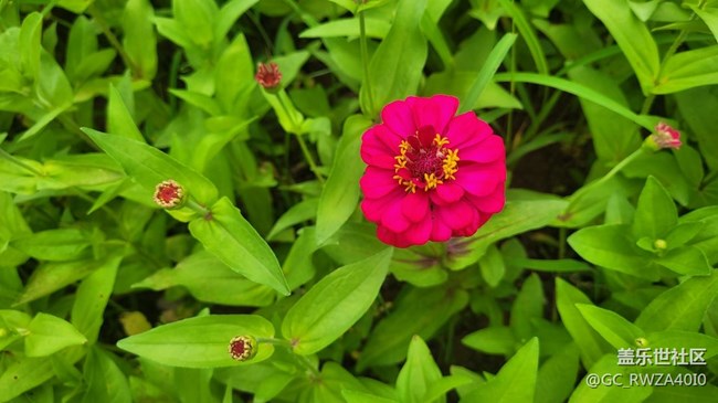 【夏日色彩】最美百日菊