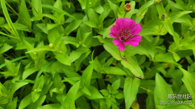【夏日色彩】最美百日菊
