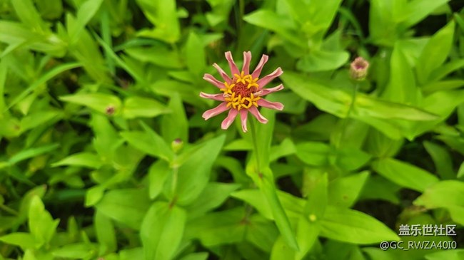 【夏日色彩】最美百日菊