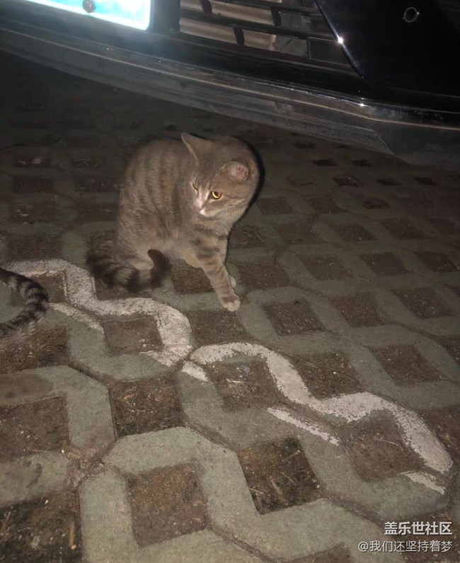 【我的毛孩子】流浪猫