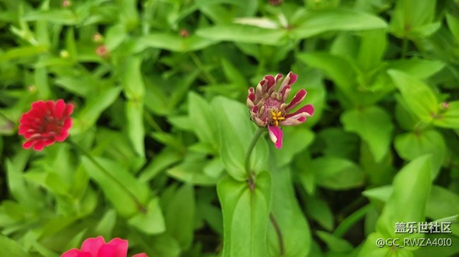 【夏日色彩】最美百日菊