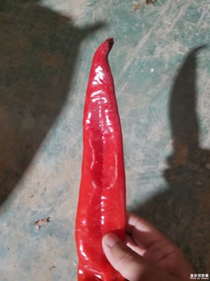 【夏日好时光】+辣椒
