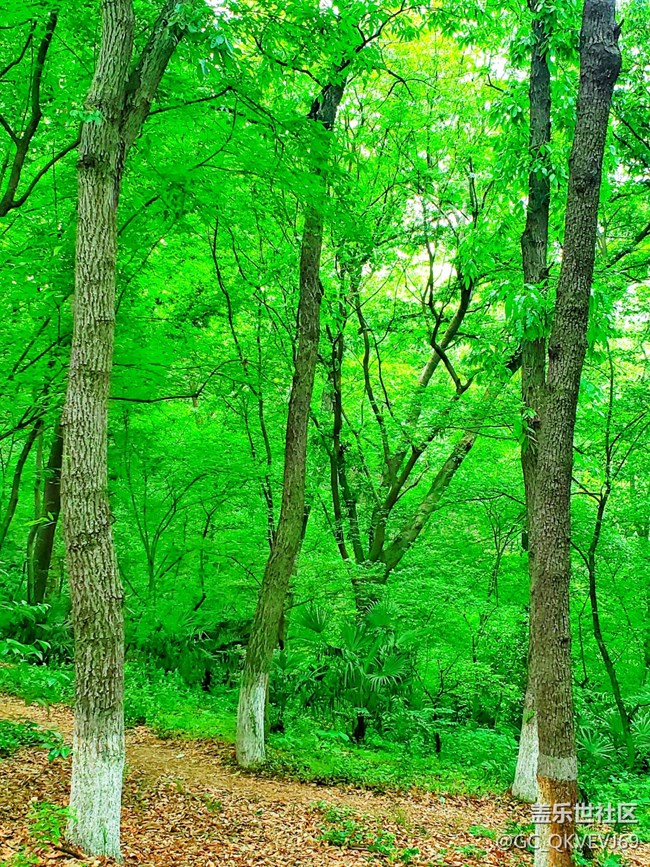 【沿途美景】+丛林深处