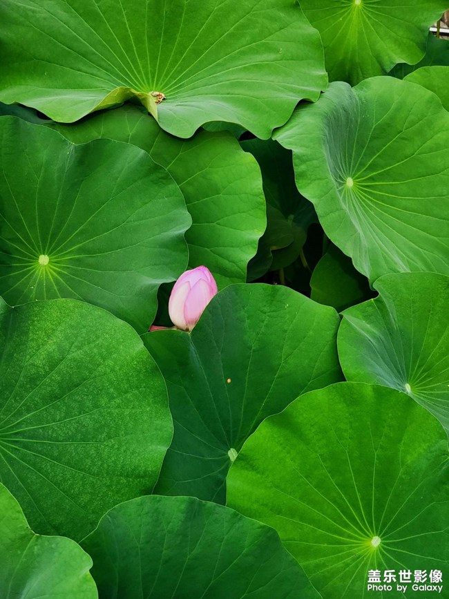 《精品大咖秀》 第四期: 上半年和下半年